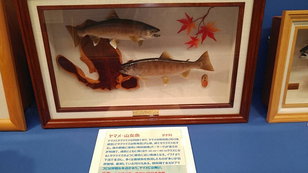 20220725_コーシャ_長野県安曇野市 魚魚展 13