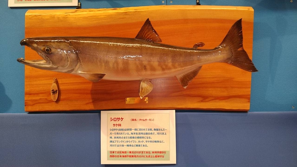 20220725_コーシャ_長野県安曇野市 魚魚展 14