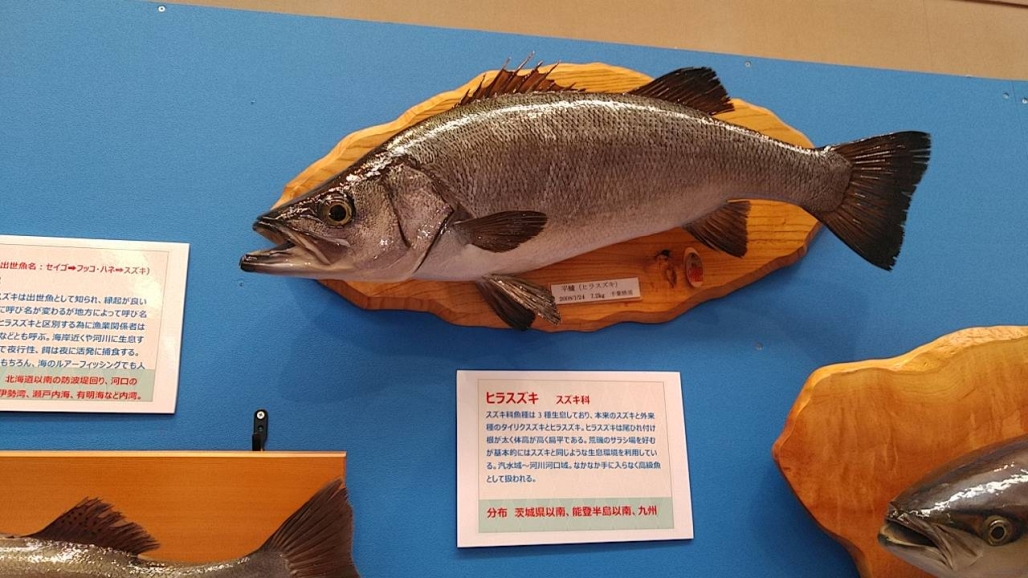 20220725_コーシャ_長野県安曇野市 魚魚展 26