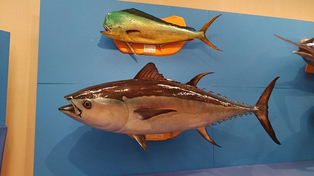 20220725_コーシャ_長野県安曇野市 魚魚展 28