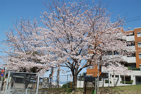 高宮周辺桜2012@高宮四丁目高宮4丁目