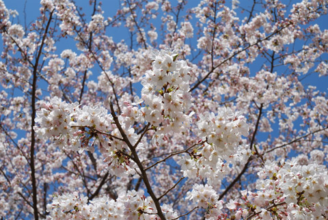 高宮周辺桜2012@高宮四丁目高宮4丁目