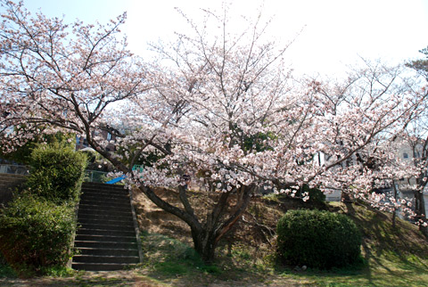 高宮周辺桜2012@高宮四丁目高宮4丁目