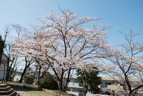 高宮周辺桜2012@高宮四丁目高宮4丁目