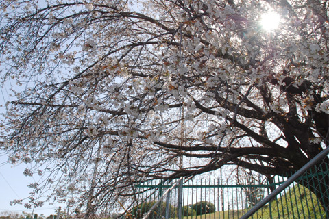高宮周辺桜2012@高宮四丁目高宮4丁目