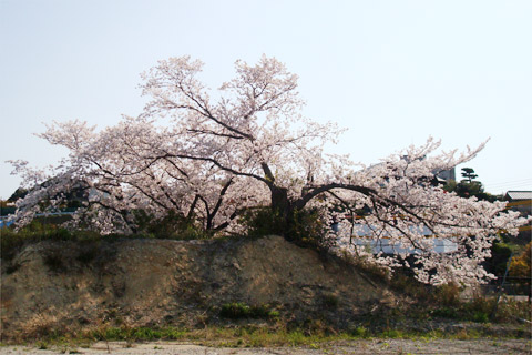 高宮周辺桜2012@高宮四丁目高宮4丁目