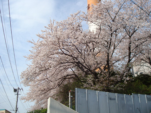 2008年4月11日撮影旧TNC放送会館の桜