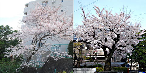 2012年桜@福岡市南区高宮多賀