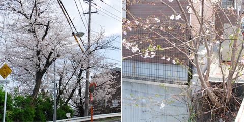 2012年桜@福岡市南区高宮多賀