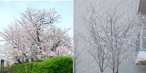 2012年桜@福岡市南区高宮多賀