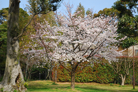 2012年桜@福岡市南区高宮多賀
