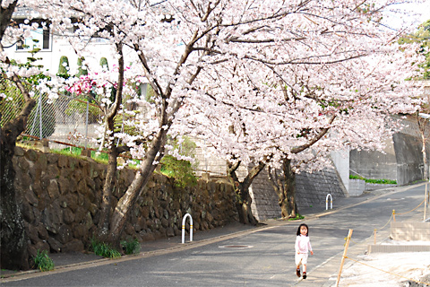 2012年桜@福岡市南区高宮多賀