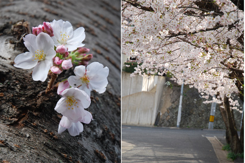 2012年桜@福岡市南区高宮多賀