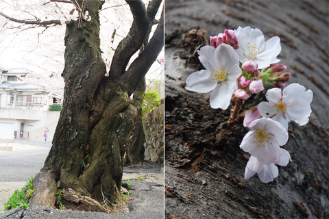 2012年桜@福岡市南区高宮多賀