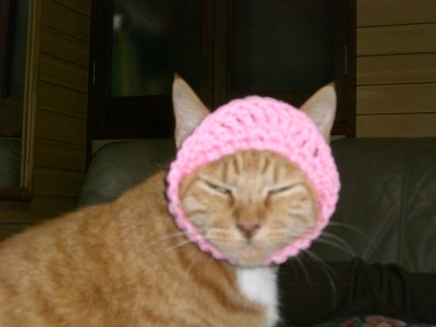 愛猫のトラ