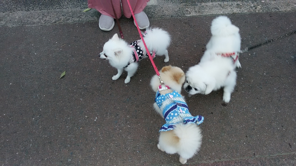 犬服ハンドメイドレモンです。 昨日アップさせて頂きました新作は 既存のシルエットはもちろん