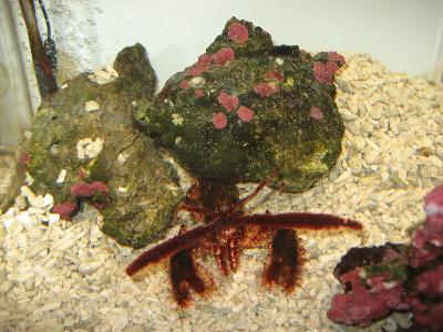 zarigani