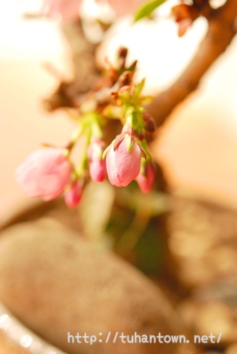 DSC_0032s.jpg