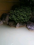rp点風呂