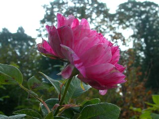 晩秋薔薇 ばんしゅうそうび ２ 野いばら草子