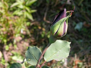 晩秋薔薇 ばんしゅうそうび ３ 野いばら草子