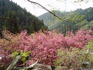 八重桜