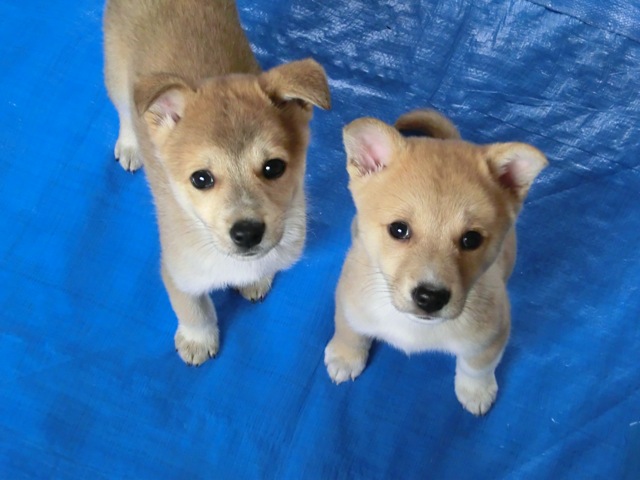 保護した子犬