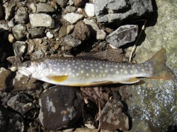 iwana1