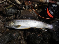 iwana2