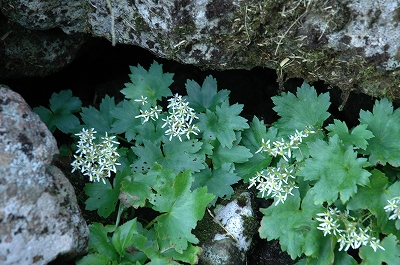 花1