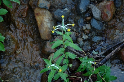 花2