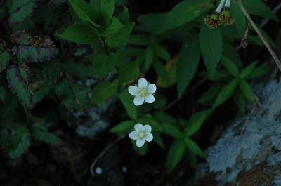 花3