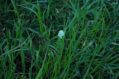花4