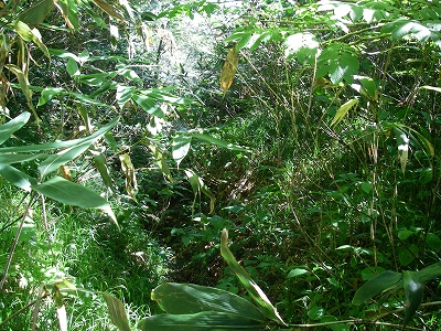 赤湯俣沢左沢入渓地点
