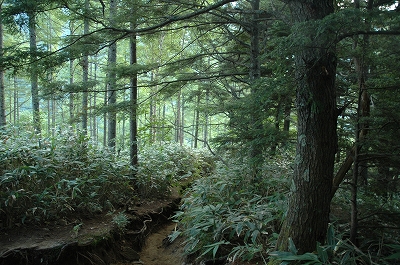 最初の山道