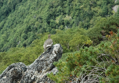 雷鳥のお出迎え