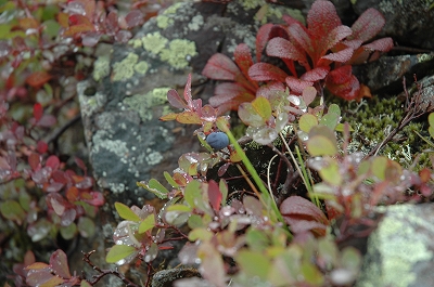 苔桃