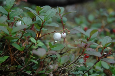 苔桃2