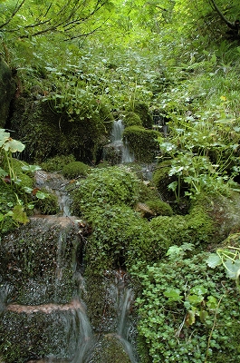 大鳥池6