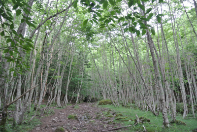 登山口