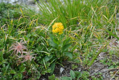 ミヤマアキノキリンソウ