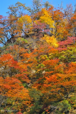 紅葉