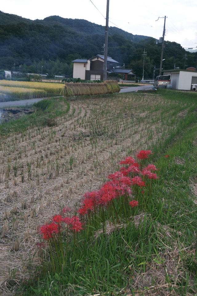 彼岸花01b.jpg