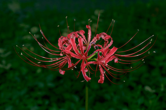 彼岸花02b.jpg