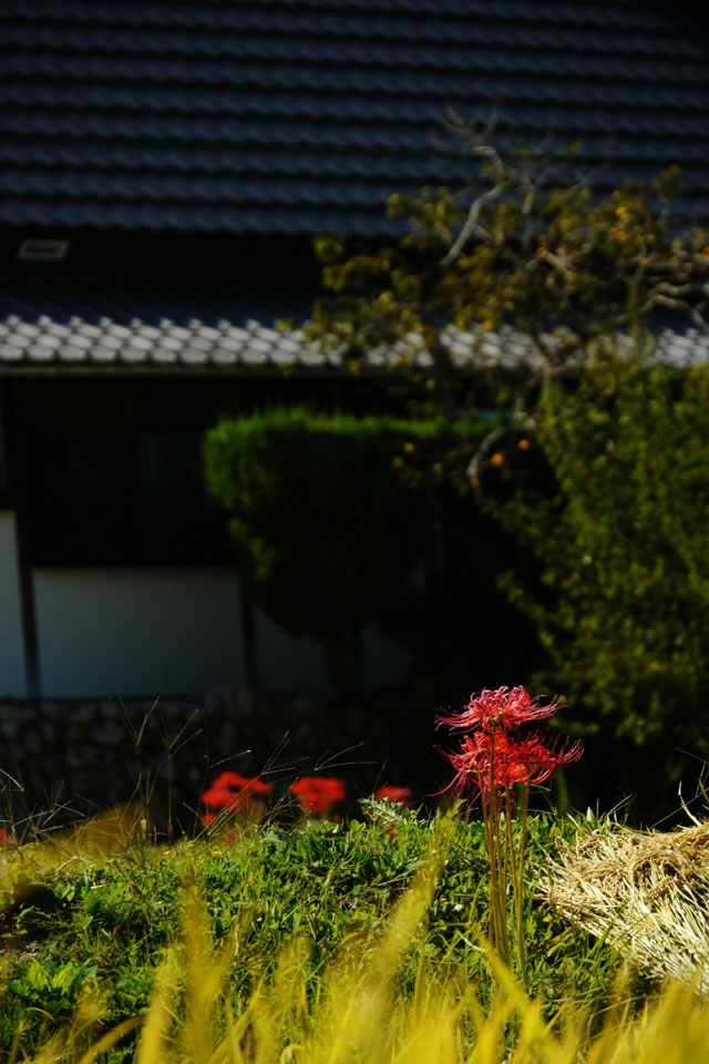 彼岸花05b.jpg