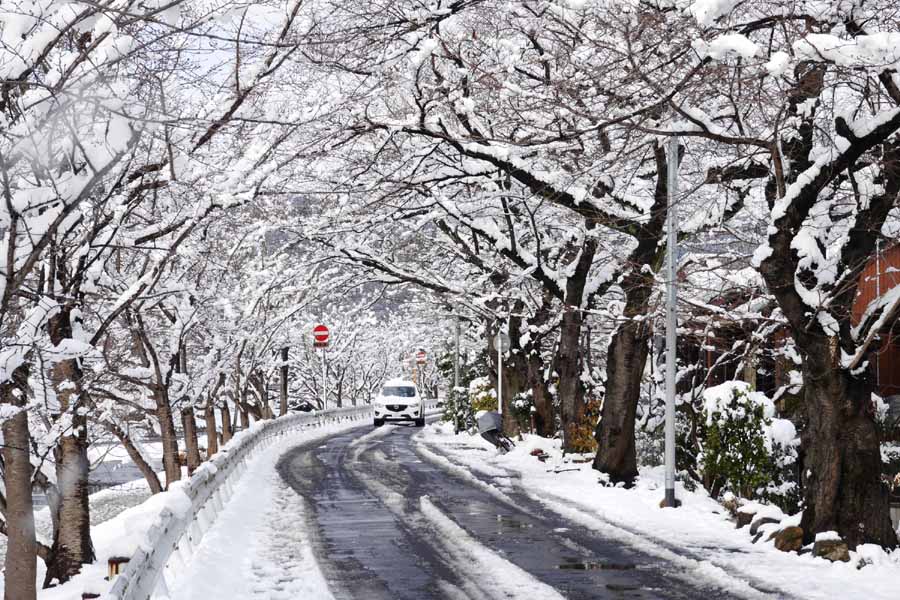 2015京都上賀茂雪景色02