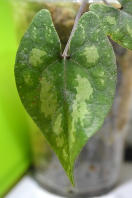 キナンカンアオイ 斑入り カンアオイ