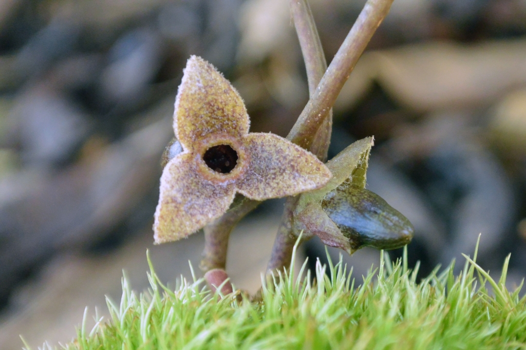 キナンカンアオイ 斑入り カンアオイ