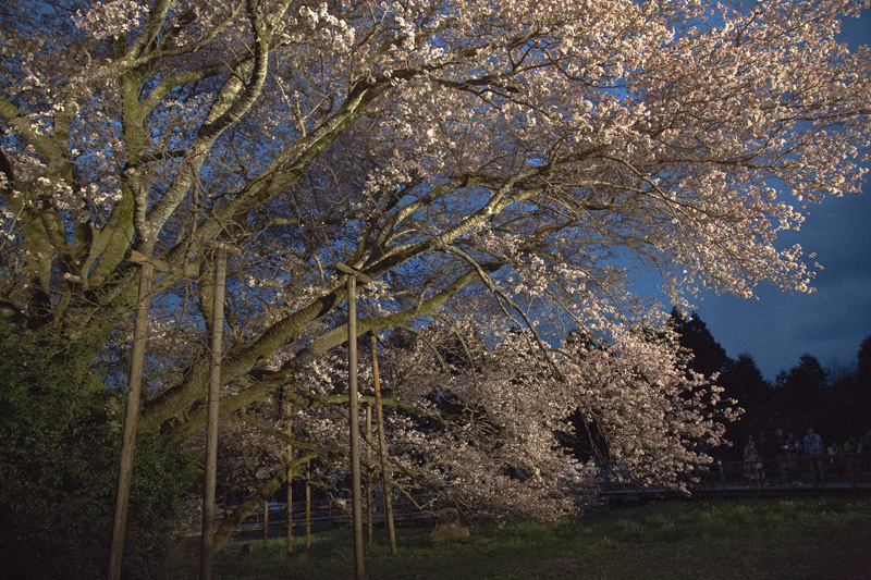 一心行桜  171bk.jpg