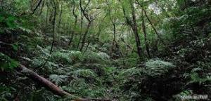 冒険したい ネットで見つけた気になる商品